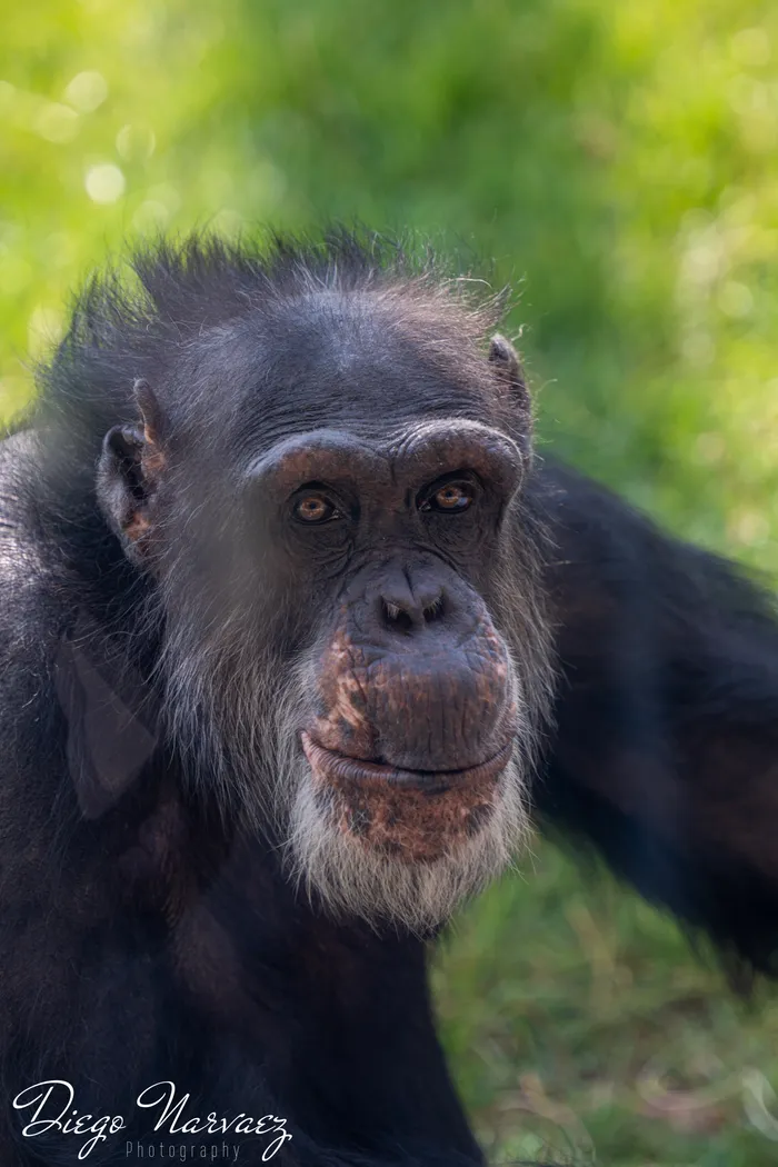 Chimpanzee Portrait
